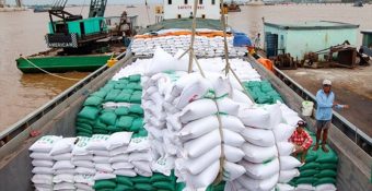 Nhiều quốc gia tăng mua gạo Việt